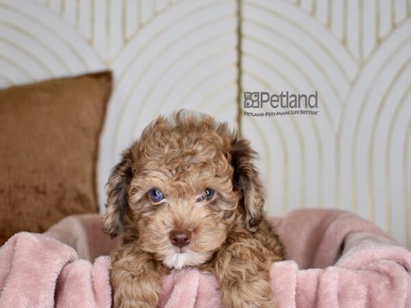 Cockapoo 2nd Generation Dog Female Chocolate Merle 827 Petland Independence, Missouri