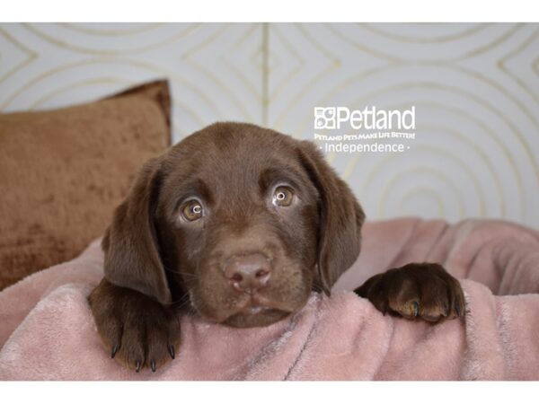 Labrador Retriever Dog Male Chocolate 5706 Petland Independence, Missouri