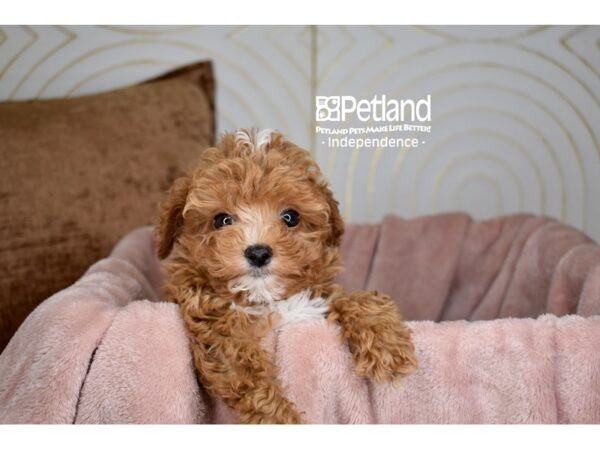 Cavapoo Dog Male RED 5708 Petland Independence, Missouri