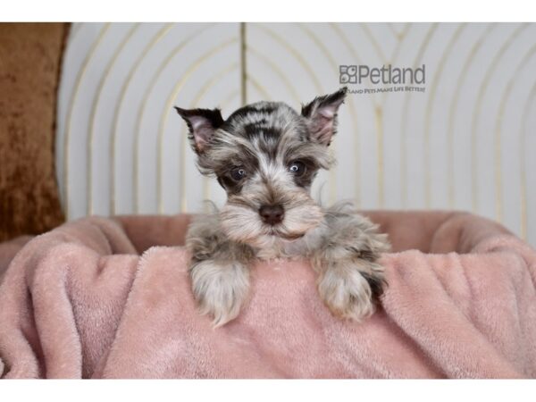 Miniature Schnauzer Dog Female Blue Merle 848 Petland Independence, Missouri