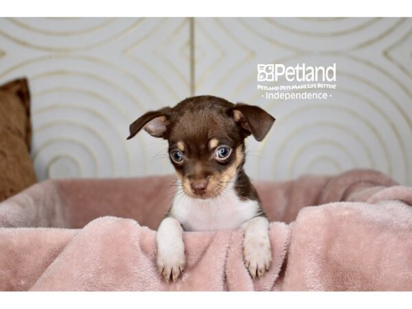 Chihuahua Dog Female red and wht 5718 Petland Independence, Missouri