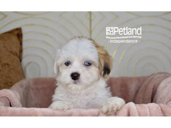 Lhasa Poo-Dog-Female--5721-Petland Independence, Missouri