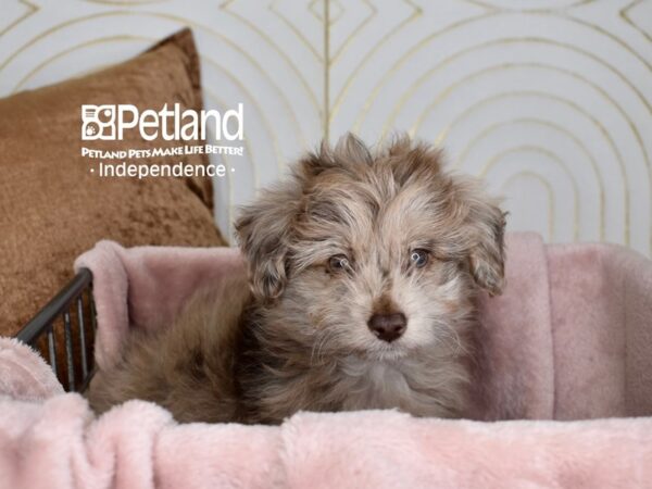 Toy Aussiedoodle-Dog-Male-Chocolate Merle-5577-Petland Independence & Lee's Summit, MO