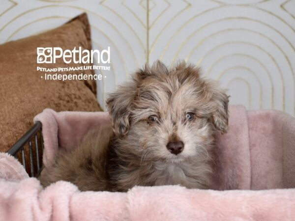 Toy Aussiedoodle Dog Male Chocolate Merle 5577 Petland Independence, Missouri