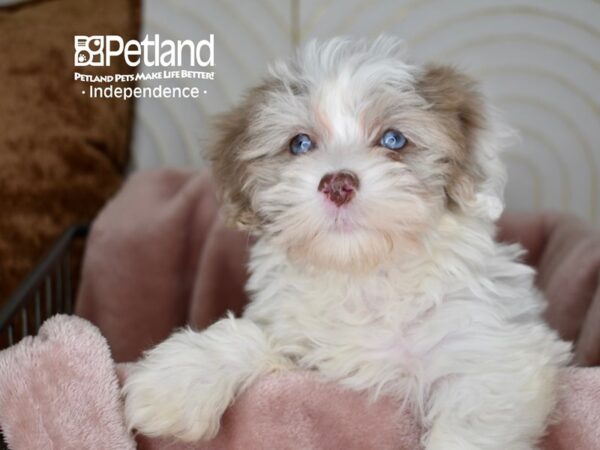 Havapoo-Dog-Female-Chocolate Merle Parti-5597-Petland Independence & Lee's Summit, MO