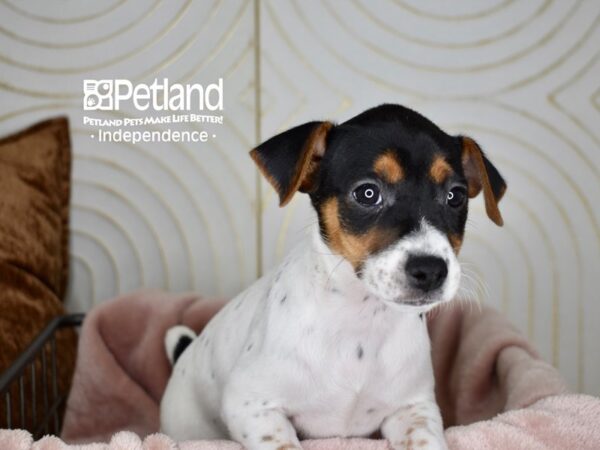 Jack Russell Terrier Dog Female White Black Markings Tan Points 5612 Petland Independence, Missouri