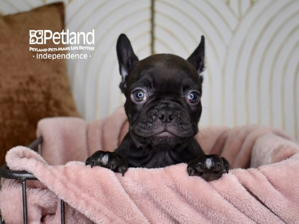 French Bulldog-Dog-Female-Black & Brindle-5615-Petland Independence & Lee's Summit, MO
