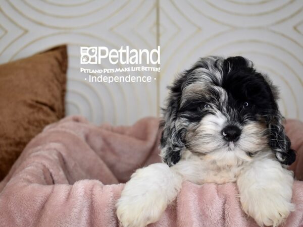 Cockapoo-Dog-Male-Blue Merle Parti-5621-Petland Independence, Missouri