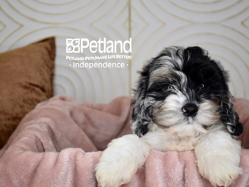 Cockapoo - 5621 Image #1