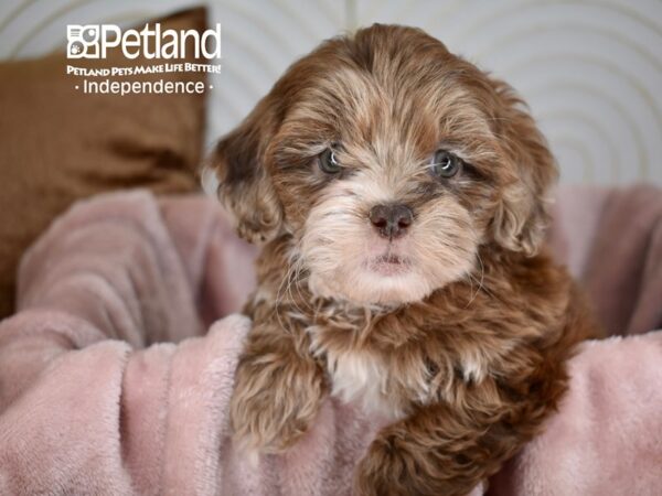[#5624] Chocolate Merle Female Shih Poo Puppies For Sale