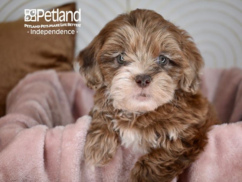 Shih Poo - 5624 Image #1