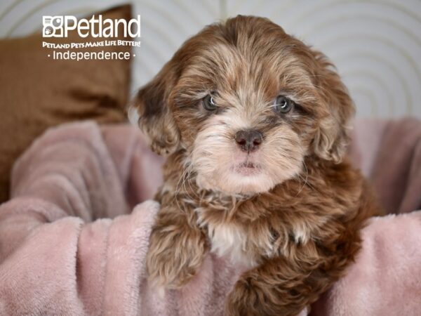 Shih Poo-Dog-Female-Chocolate Merle-5624-Petland Independence & Lee's Summit, MO