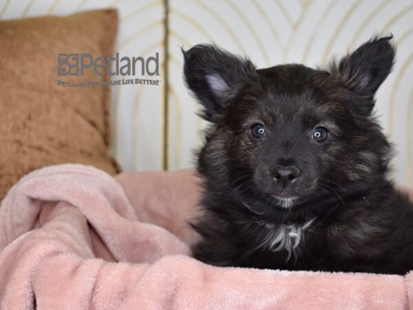 Pomeranian Dog Male Black 731 Petland Independence, Missouri