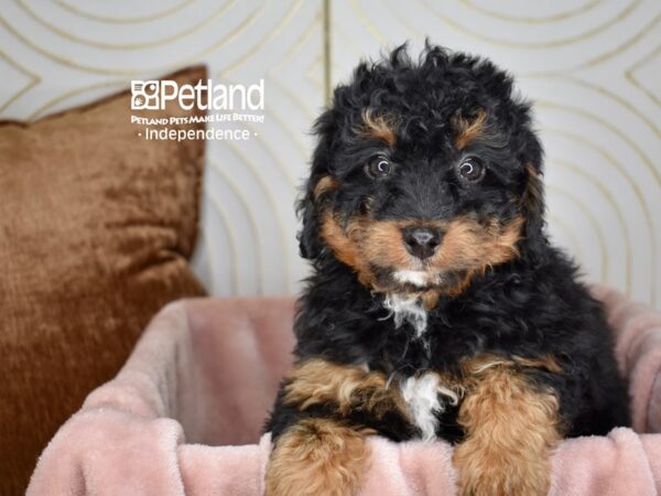 Miniature Bernedoodle 2nd Gen Dog Female Black & Tan White Markings 5629 Petland Independence, Missouri