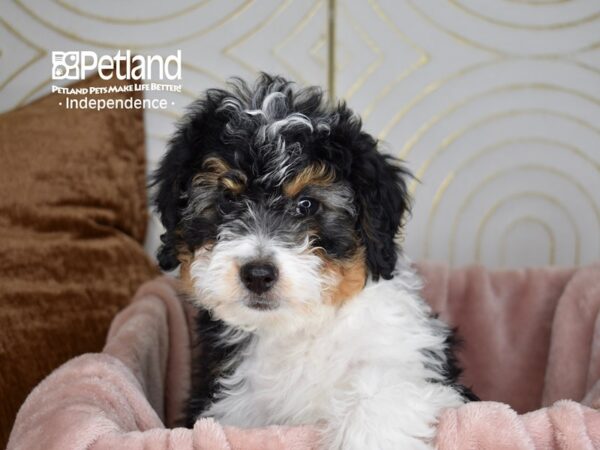 Miniature Bernedoodle 2nd Gen Dog Male Black Parti Tan Points 5630 Petland Independence, Missouri