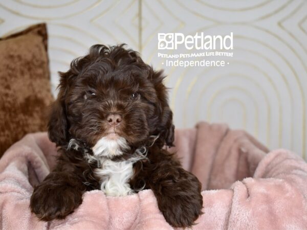 [#5646] Chocolate White Markings Male Shih Poo Puppies For Sale