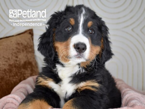 Bernese Mountain Dog Dog Male Black, Rust, & White 5644 Petland Independence, Missouri
