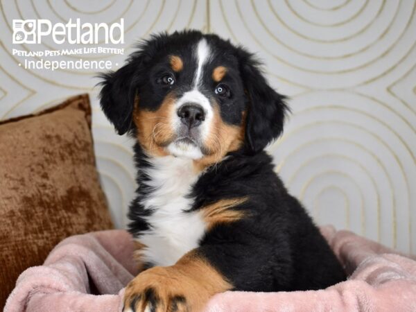 Bernese Mountain Dog Dog Male Black, Rust, & White 5643 Petland Independence, Missouri