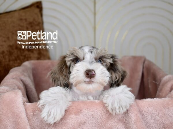 [#5648] Chocolate Merle Parti Female Schnoodle Puppies For Sale