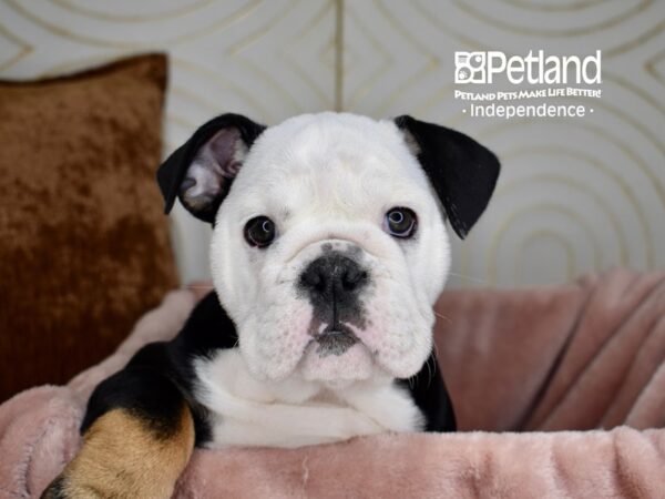 [#5665] Black White Markings Tan Points Female English Bulldog Puppies For Sale