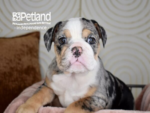 [#5656] Blue Merle White Markings Tan Points Female English Bulldog Puppies For Sale