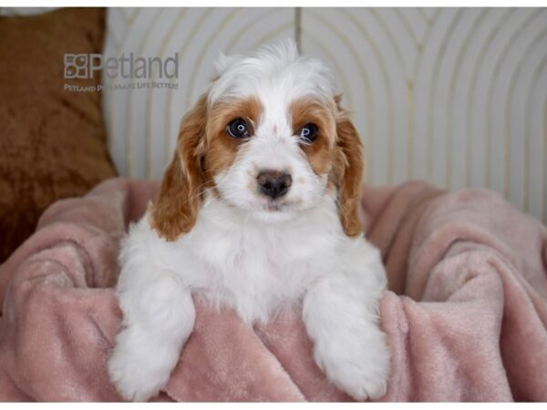 Cavapoo-Dog-Male-Blenheim-768-Petland Independence & Lee's Summit, MO