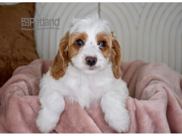 Cavapoo Dog Male Blenheim 768 Petland Independence, Missouri