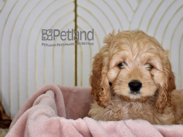 Cockapoo Dog Male Apricot 760 Petland Independence, Missouri