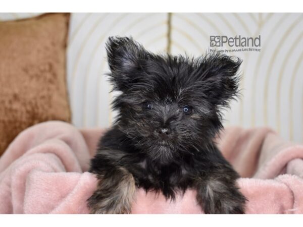 Morkie Dog Male Black 784 Petland Independence, Missouri