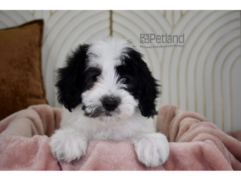 Miniature Goldendoodle 2nd Gen - 782 Image #1