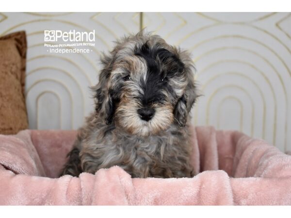 Miniature Goldendoodle 2nd Gen Dog Male Blue Merle 5671 Petland Independence, Missouri