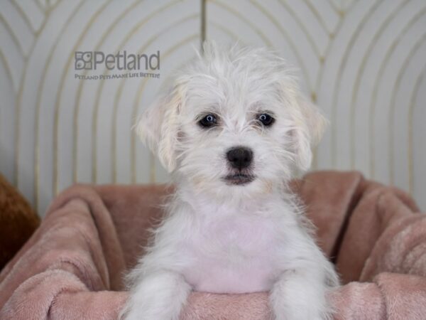 [#792] White Female Shih Tzu / Miniature Schnauzer Puppies For Sale