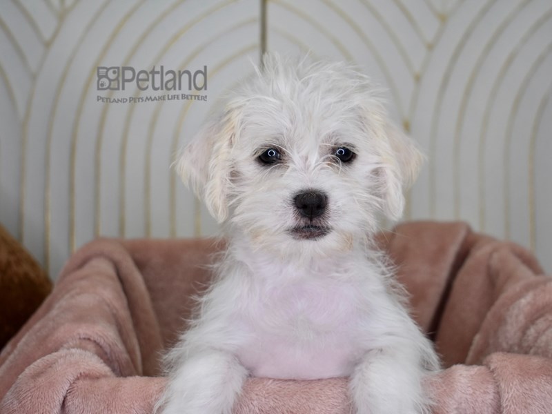 Shih Tzu / Miniature Schnauzer - 792 Image #1