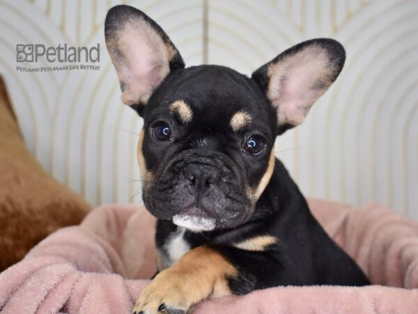 French Bulldog Dog Female Black & Tan 790 Petland Independence, Missouri