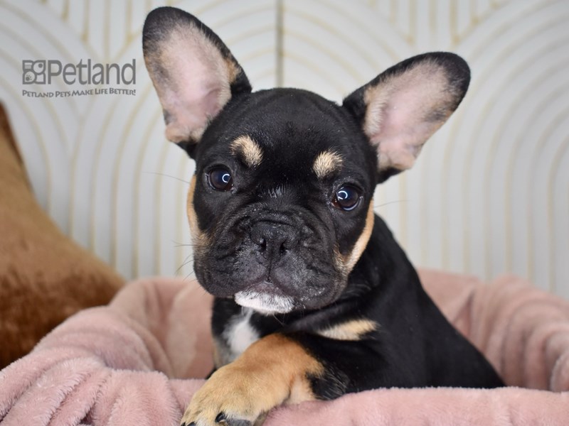 French Bulldog - 790 Image #1