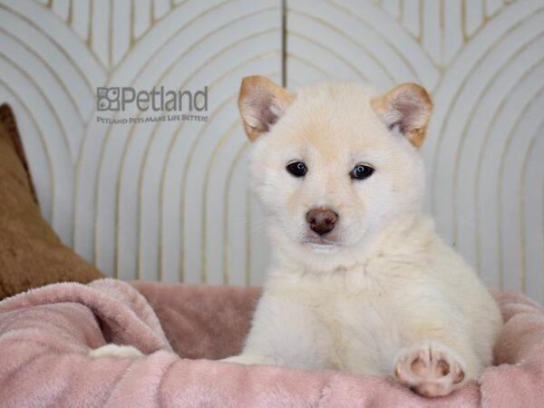 Shiba Inu Dog Female Cream 789 Petland Independence, Missouri