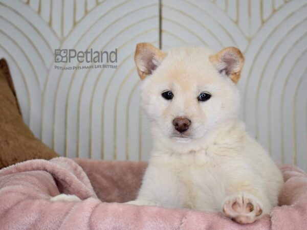 Shiba Inu-Dog-Female-Cream-789-Petland Independence & Lee's Summit, MO