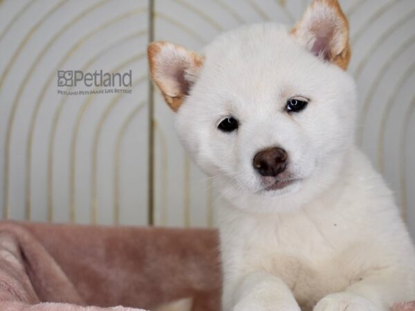 Shiba Inu-Dog-Female-Cream-788-Petland Independence & Lee's Summit, MO