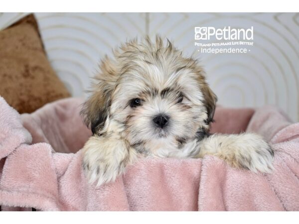 [#5679] Sable Male Shih Tzu Puppies For Sale