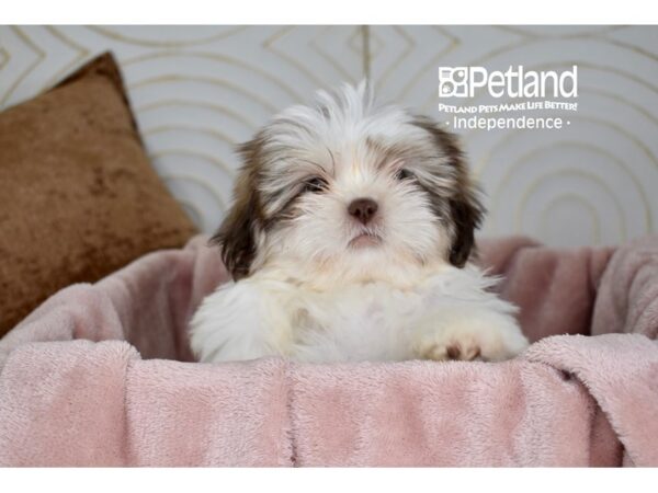 [#5678] Chocolate & White Male Shih Tzu Puppies For Sale