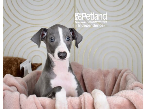 Italian Greyhound Dog Male Seal & White 5685 Petland Independence, Missouri