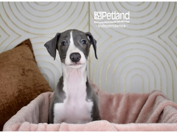 [#5684] Blue & White Male Italian Greyhound Puppies For Sale