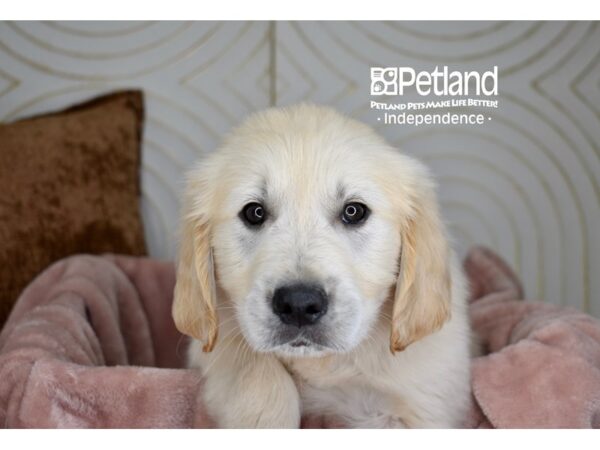 Golden Retriever-Dog-Male-Light Golden-5681-Petland Independence & Lee's Summit, MO