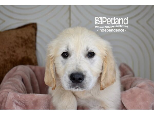 Golden Retriever-Dog-Male-Light Golden-5681-Petland Independence, Missouri