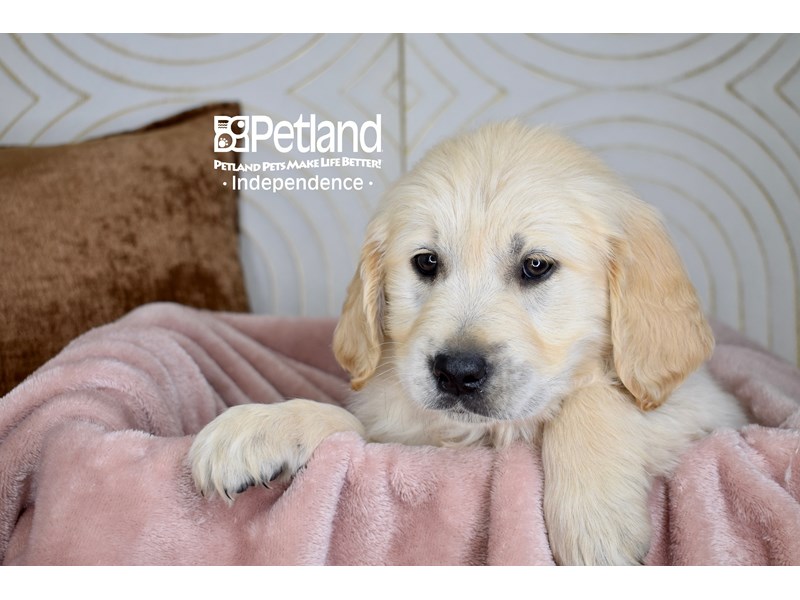 Golden Retriever - 5680 Image #1
