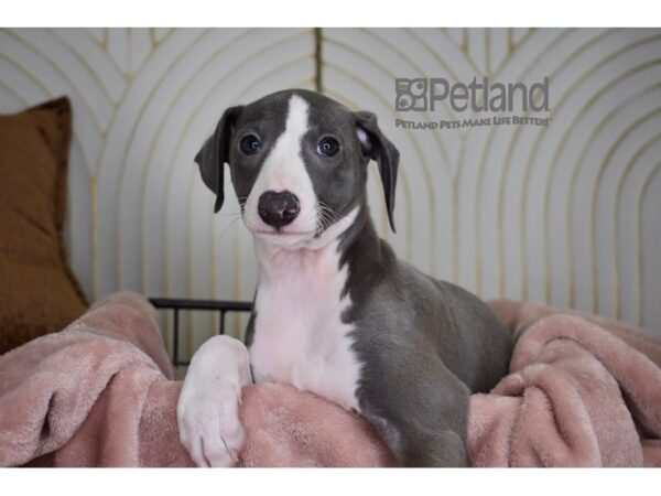 [#799] Blue & White Male Italian Greyhound Puppies For Sale