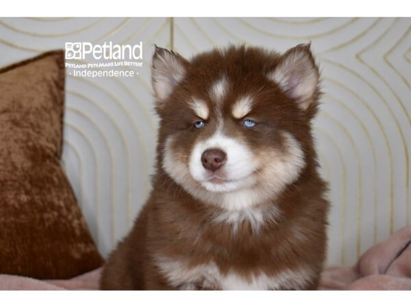 [#5688] Red & White Tan Markings Male Pomsky Puppies For Sale