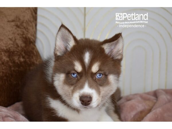 Pomsky Dog Male Red & White Tan Markings 5687 Petland Independence, Missouri