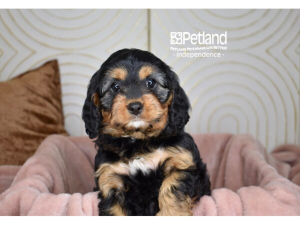 [#5690] Black & Tan Female Cavapoo Puppies For Sale
