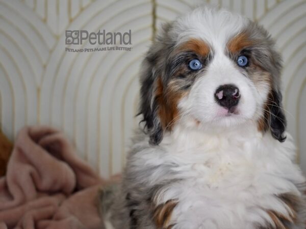 Miniature Bernedoodle-Dog-Female-Blue Merle Tan Markings-808-Petland Independence, Missouri